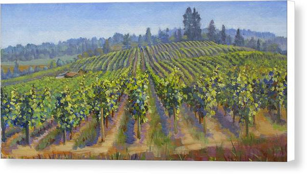 Vineyards In California - Canvas Print