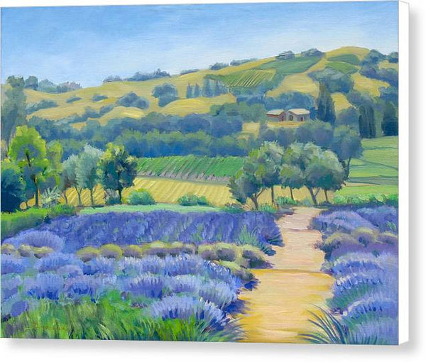 Lavender Field - Canvas Print