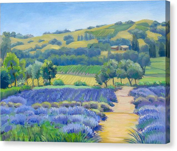 Lavender Field - Canvas Print