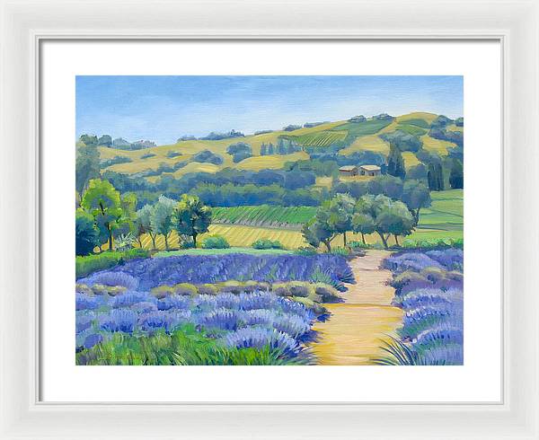 Lavender Field - Framed Print