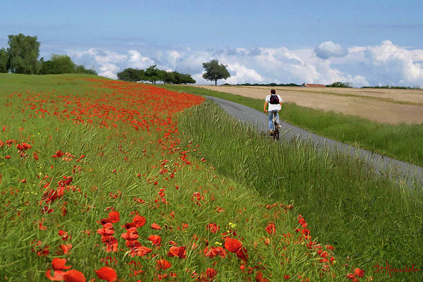 Champs de coquelicots - Art Print