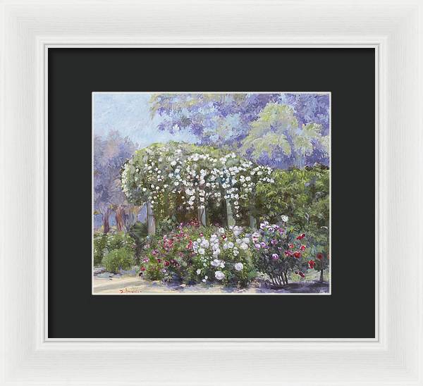 Roses in a garden - Framed Print