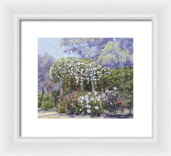 Roses in a garden - Framed Print